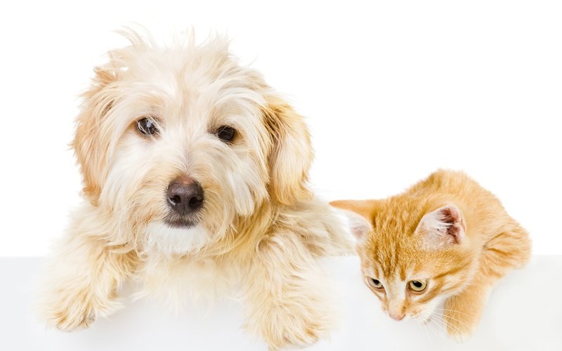 White dog and ginger cat in front of a white background